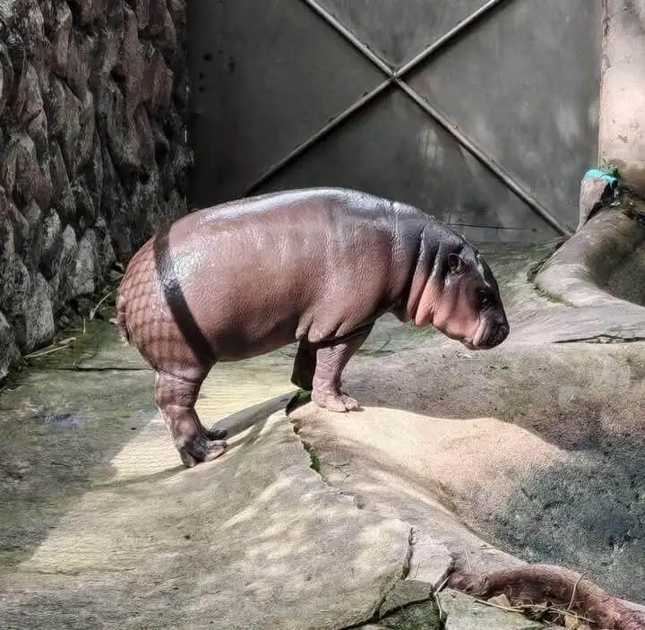 梗图