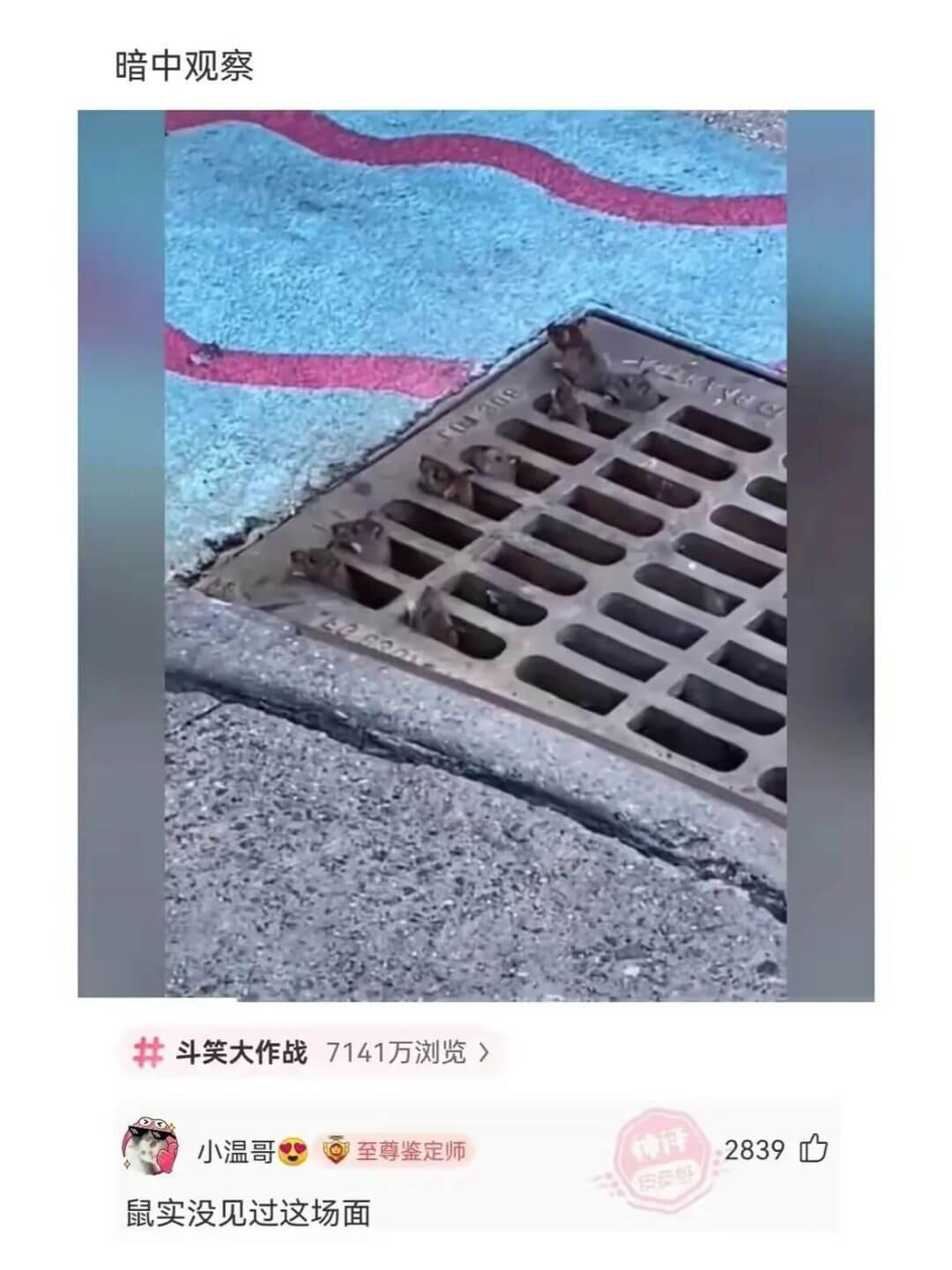 暗中观察斗笑大作战7141万浏览>小温哥至尊鉴定师2839鼠