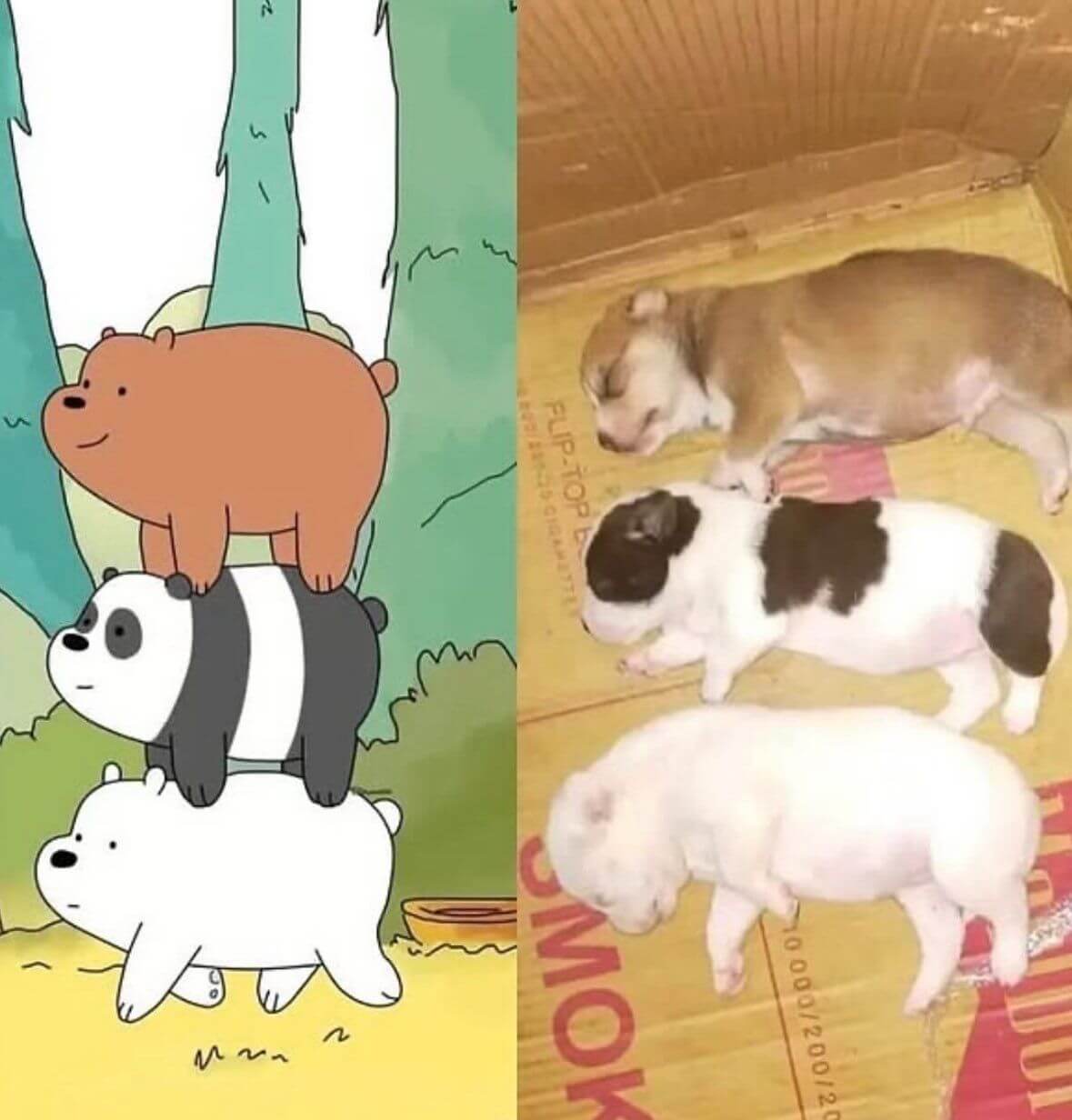 MO10000/200/2