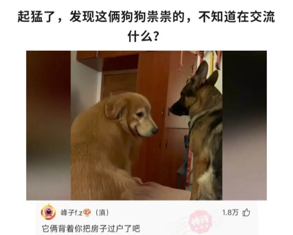 起猛了,发现这俩狗狗祟祟的,不知道在交流什么?峰子f.z(滇