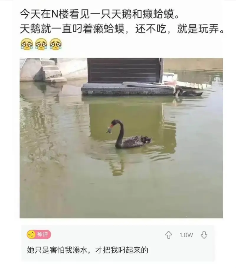 今天在N楼看见一只天鹅和癞蛤蟆。天鹅就一直叼着癞蛤蟆，还不吃