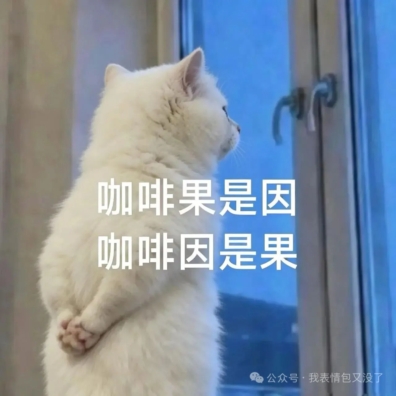 🐱