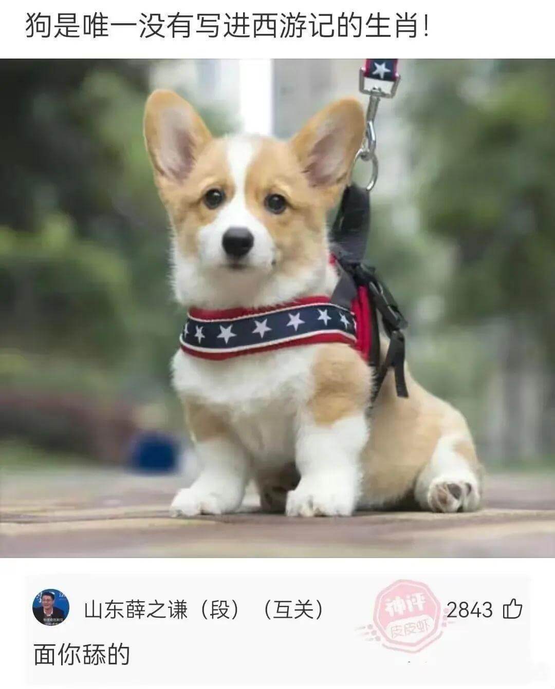 狗是唯一没有写进西游记的生肖!山东薛之谦(段)(互关)面你舔