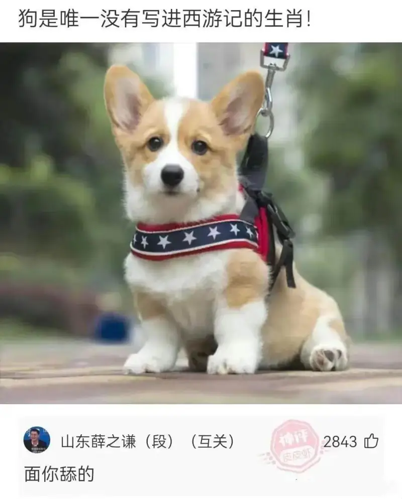 狗是唯一没有写进西游记的生肖!山东薛之谦(段)(互关)面你舔