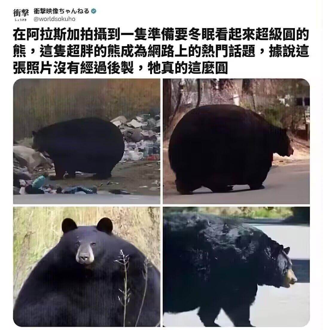 衡衡撃映像专@worldsokuho在阿拉斯加拍摄到一复准備