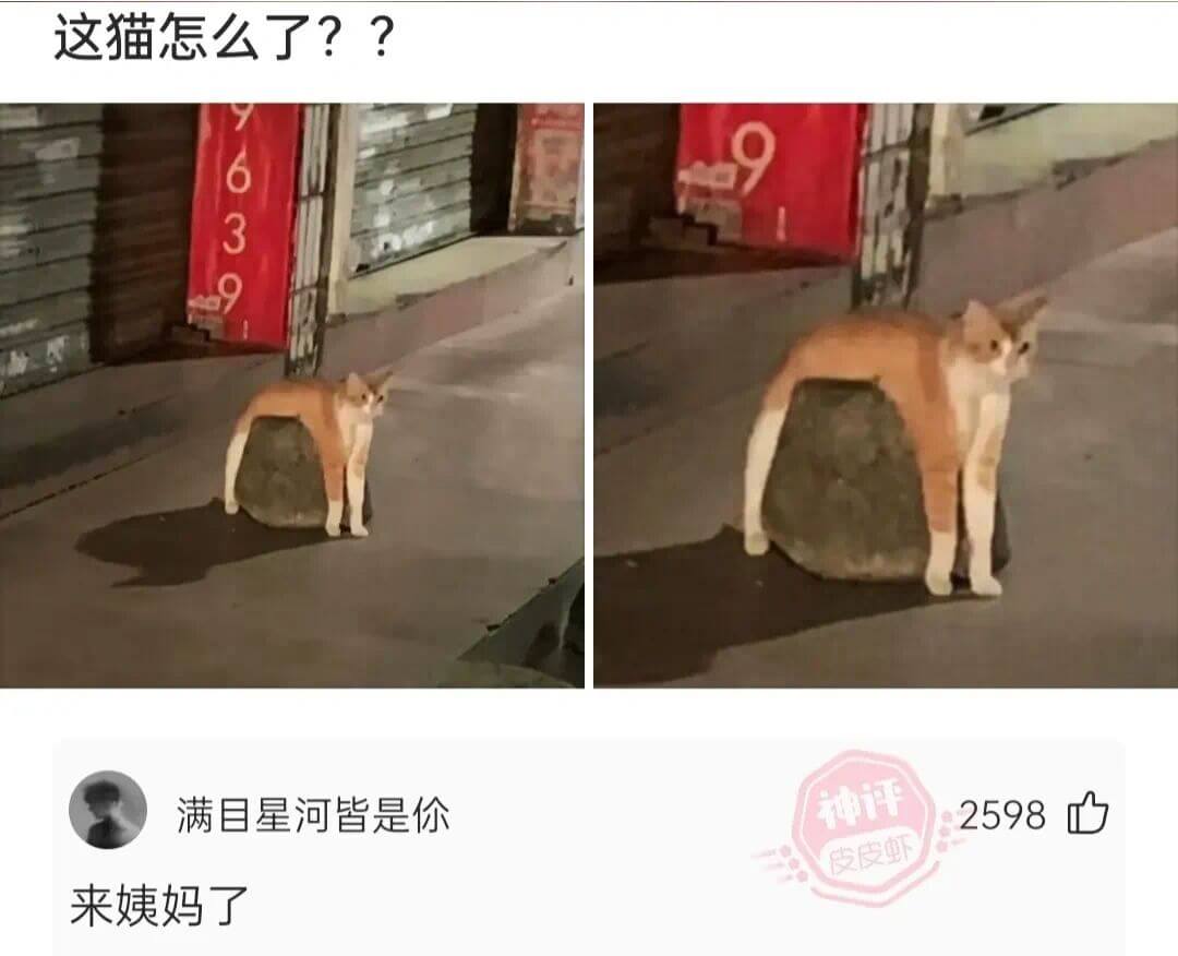 这猫怎么了？？639满目星河皆是你神评2598皮皮虾来姨妈了