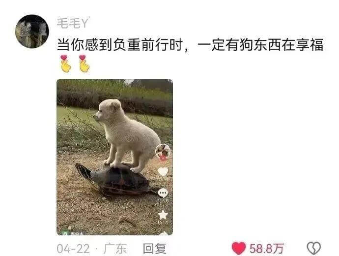毛毛Y当你感到负重前行时，一定有狗东西在享福04-22：广东