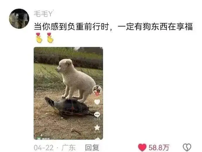 毛毛Y当你感到负重前行时，一定有狗东西在享福04-22：广东