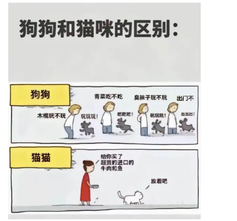 狗狗和猫咪的区别：狗狗青菜吃不吃臭袜子玩不玩出门不木棍玩不玩