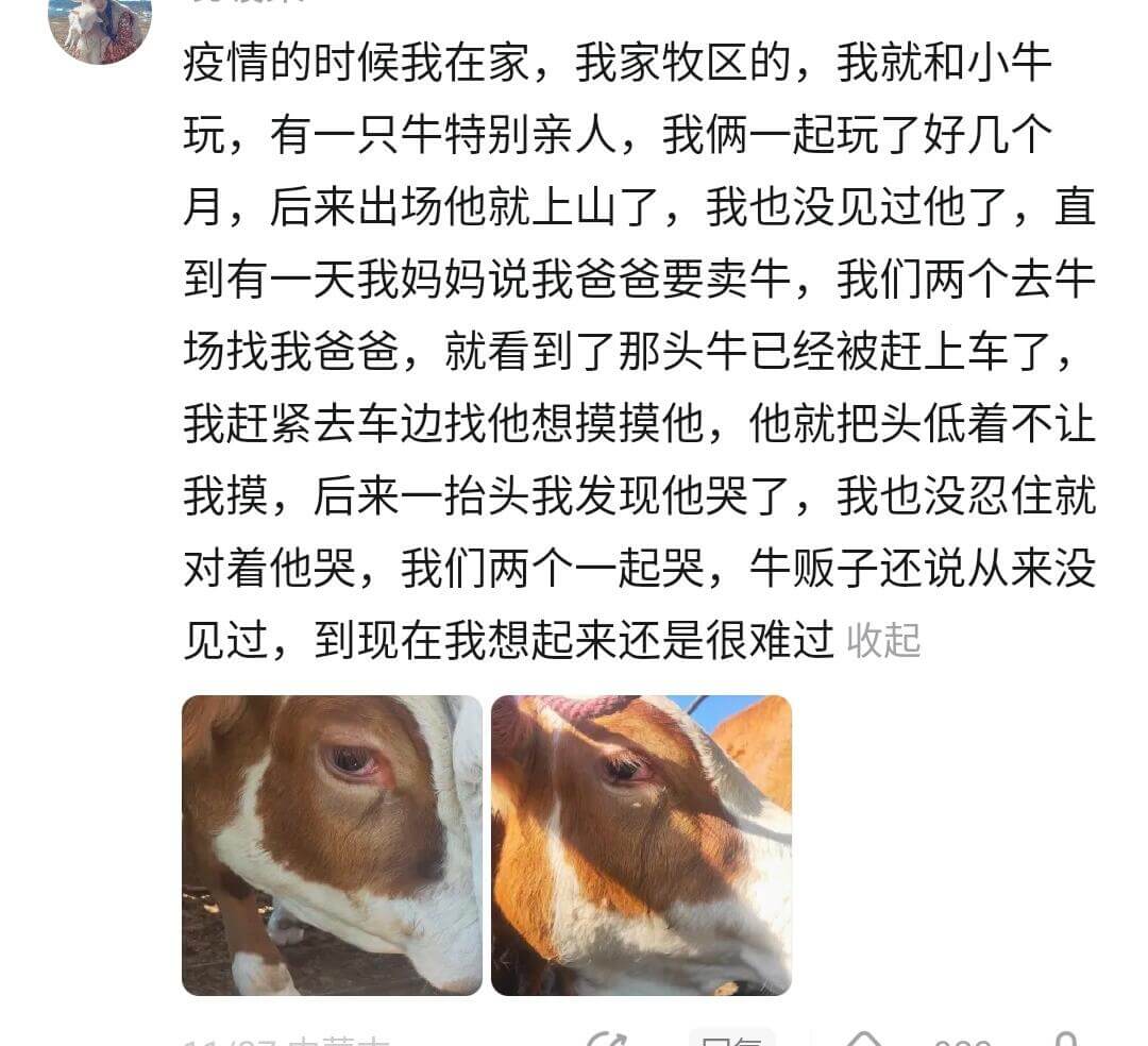 疫情的时候我在家,我家牧区的,我就和小牛玩,有一只牛特别亲人
