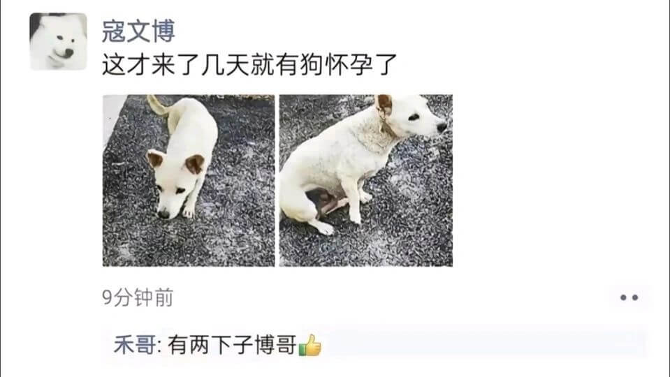 寇文博这才来了几天就有狗怀孕了。9分钟前禾哥：有两下子，博哥