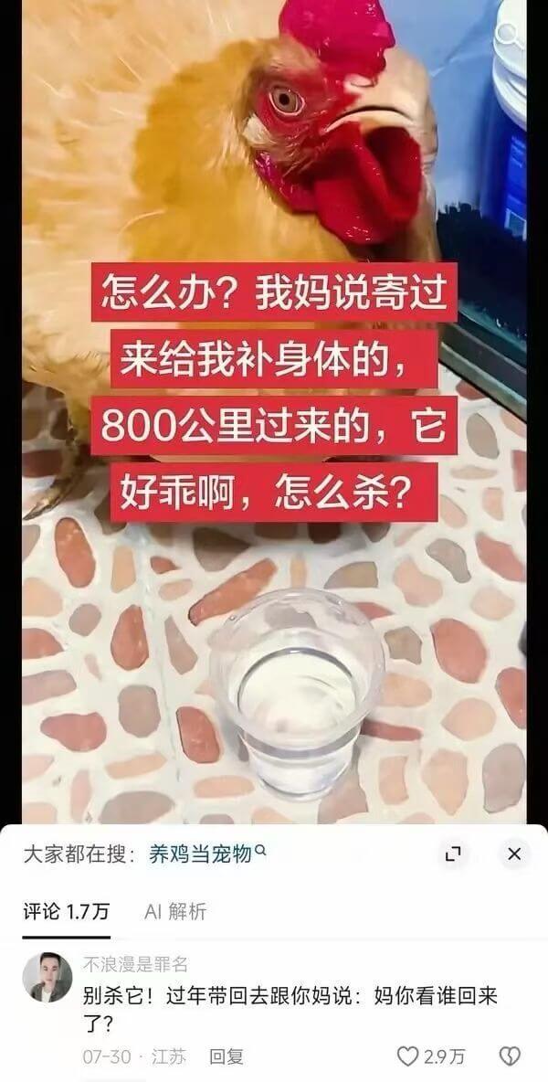 怎么办？我妈说寄过来给我补身体的，800公里过来的，它好乖啊