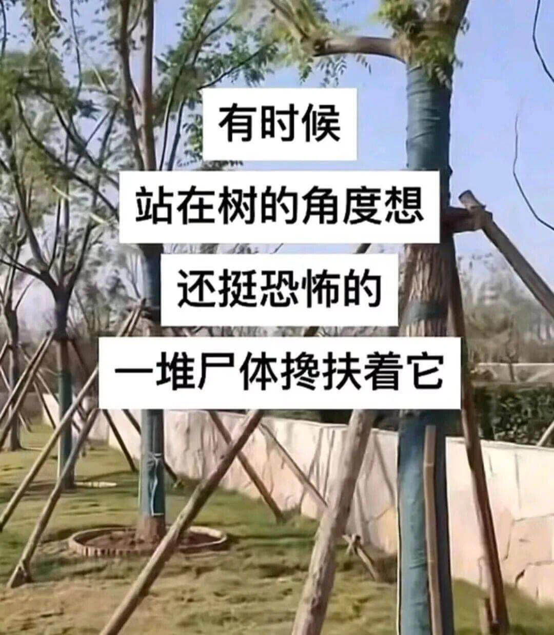 有时候站在树的角度想还挺恐怖的一堆尸体换扶着它