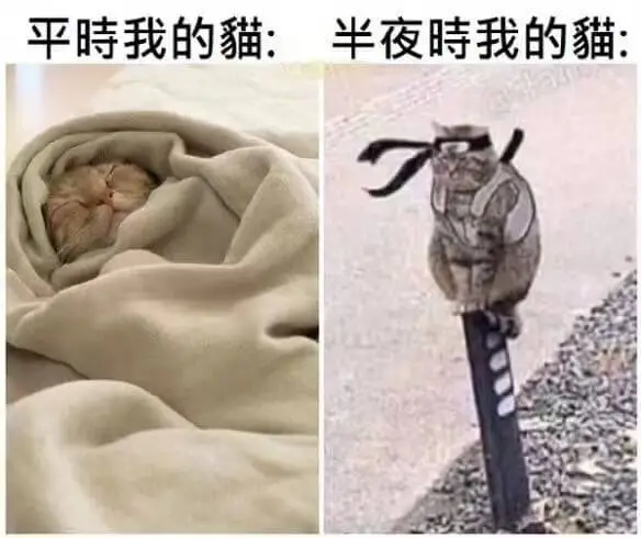 平時我的猫：半夜時我的猫：
