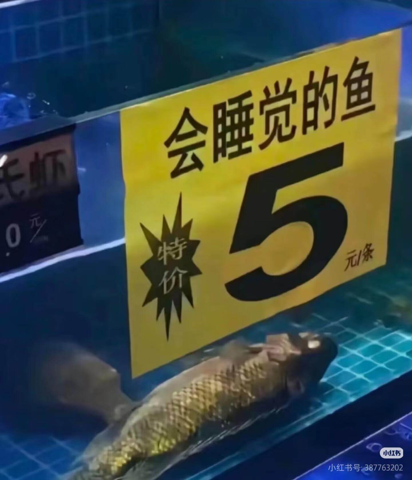 会睡觉的鱼虾5元特价／条小红书小红书号：387763202
