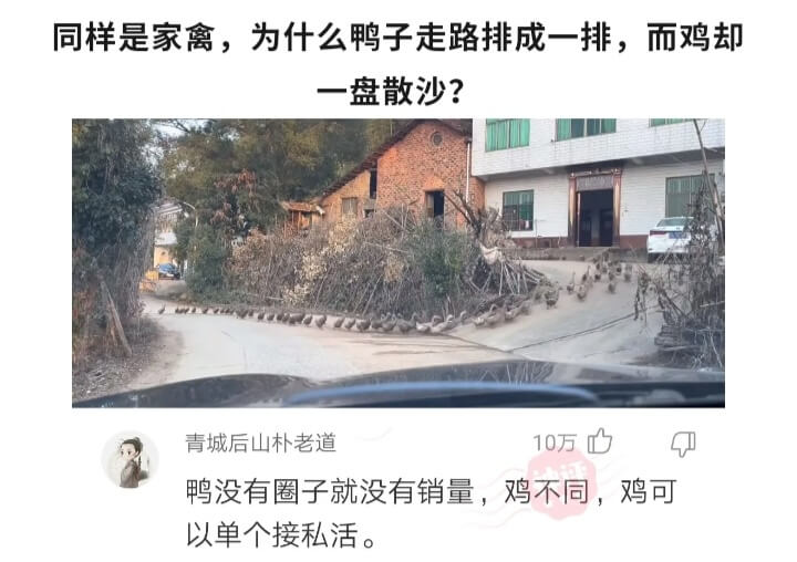 同样是家禽,为什么鸭子走路排成一排,而鸡却一盘散沙?青城后山
