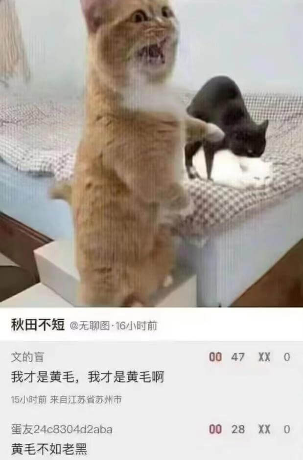 秋田不短@无聊图·16小时前文的盲0047XX0我才是黄毛，