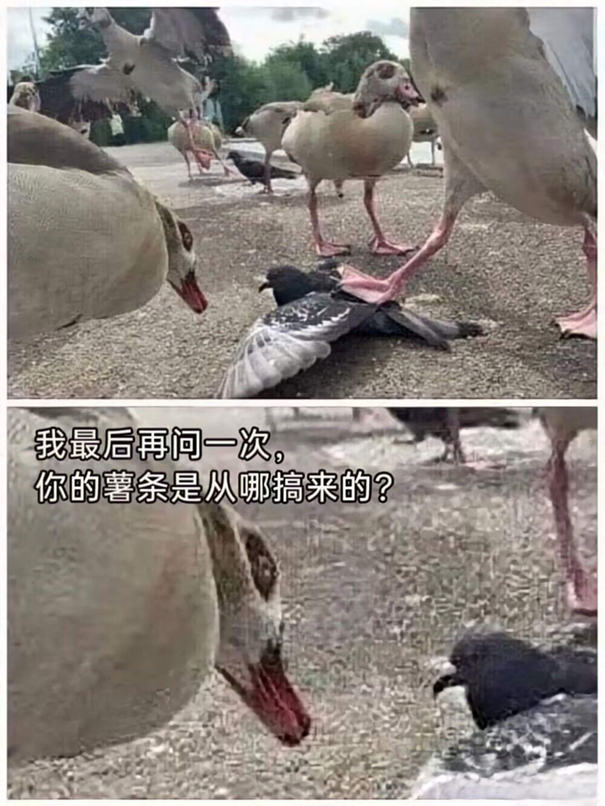 我最后再问一次：你的薯条是从哪搞来的？
