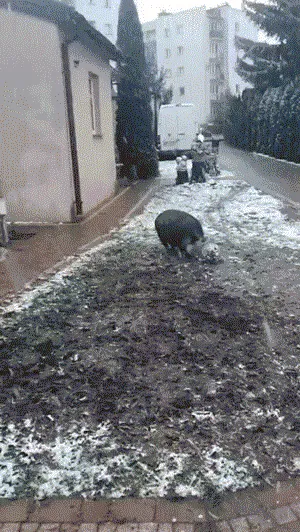 裹足排名又下降了。