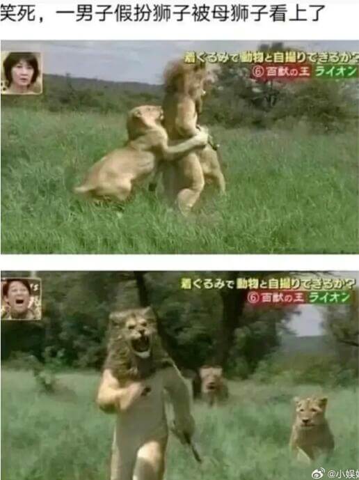 笑死，一男子假扮狮子被母狮子看上了。@小娱