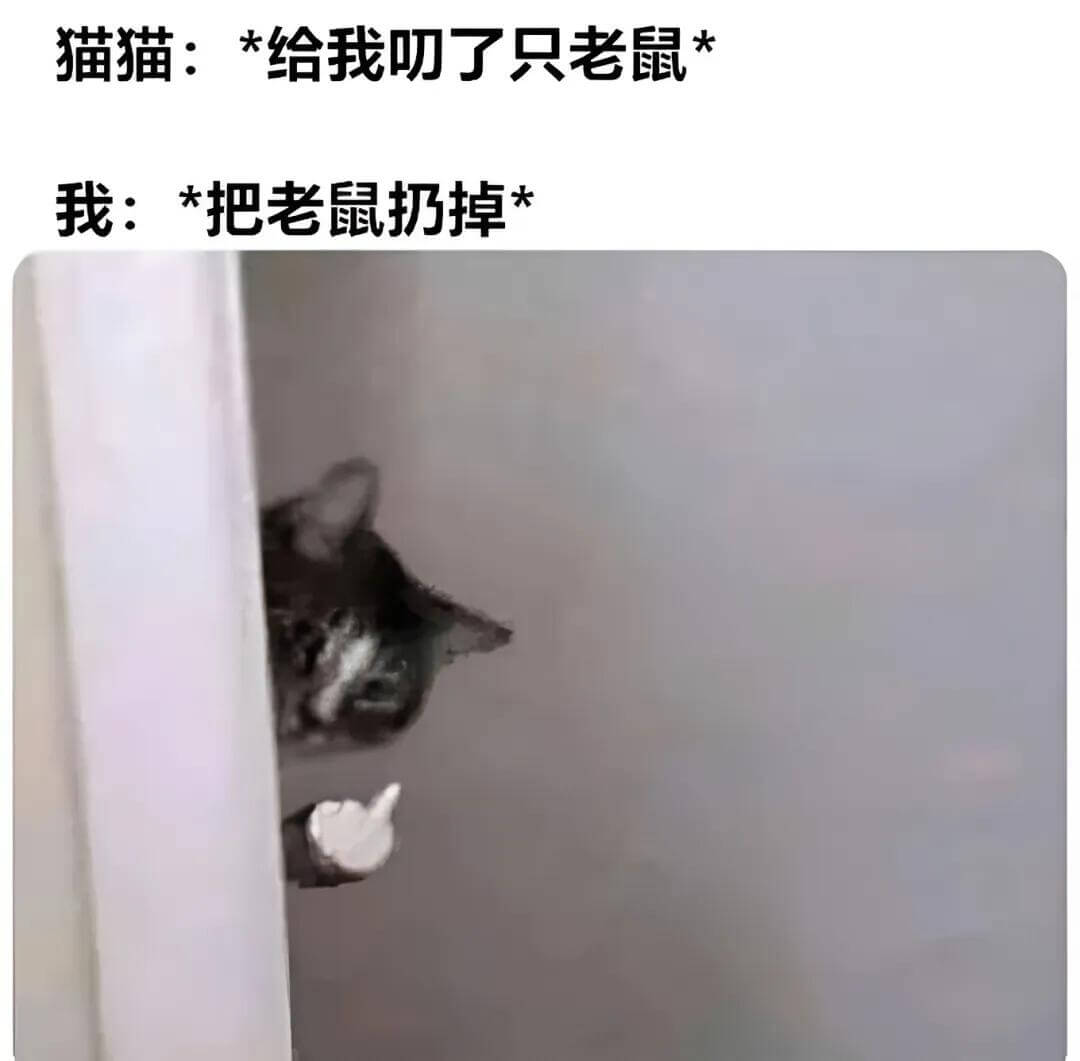 猫猫：*给我叻了只老鼠我：*把老鼠扔掉