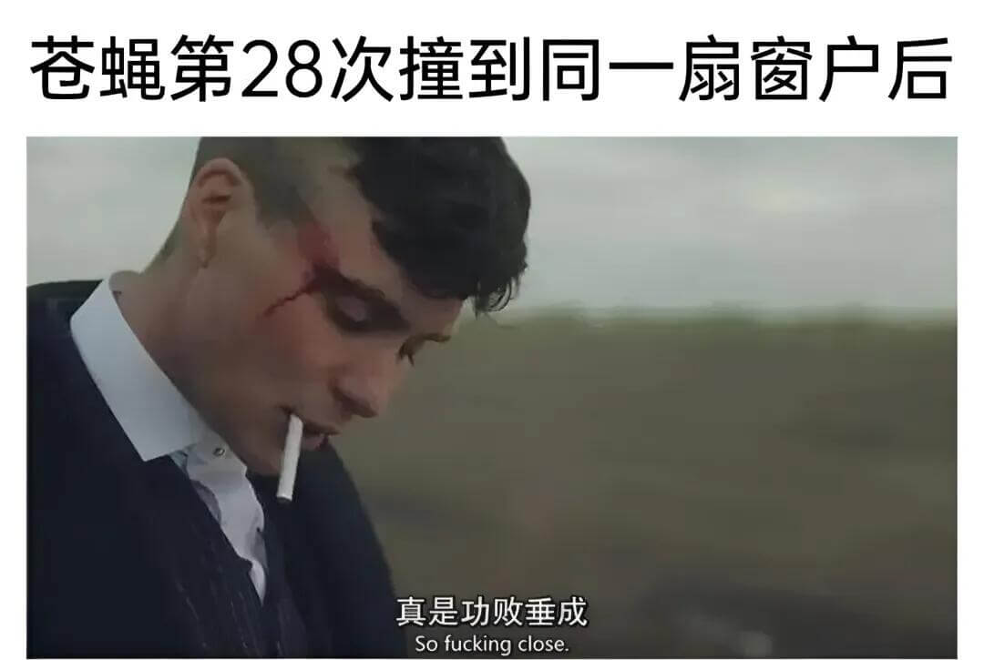 苍蝇第28次撞到同一扇窗户后，真是功败垂成。Sofuckin