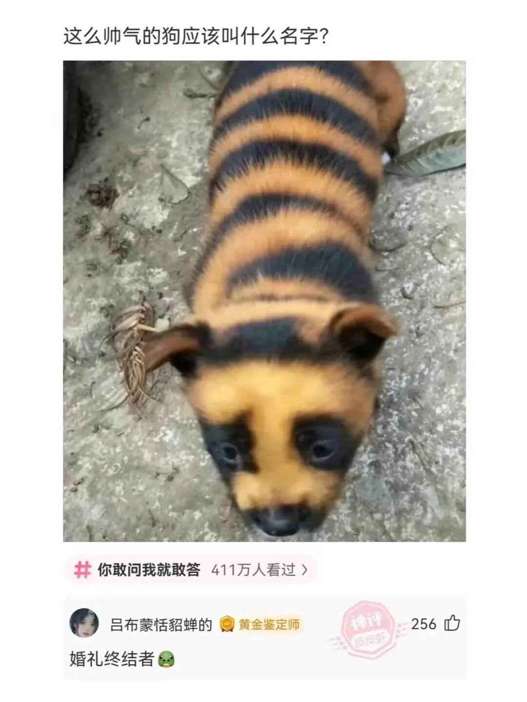 这么师气的狗应该叫什么名字？你敢问我就敢答客411万人看过）