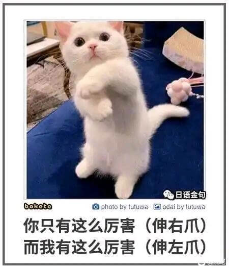 日语金句boketoaphotobytutuwaodaiby