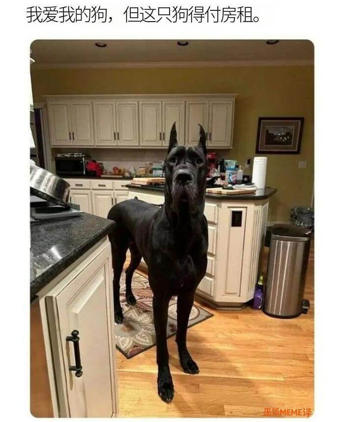 我爱我的狗但这只狗得付房租正MEME译