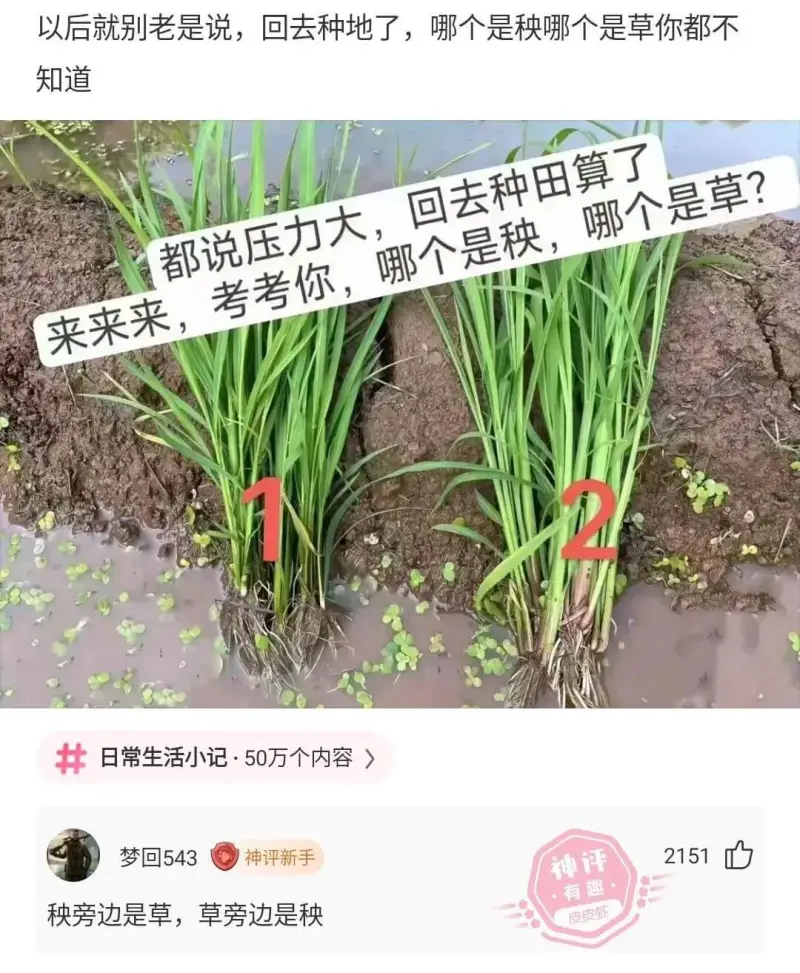 以后就别老是说，回去种地了，哪个是秧哪个是草你都不知道都说压