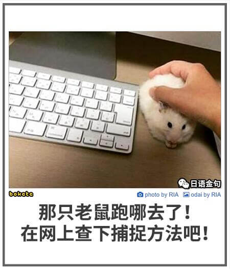 日语金句bokotePhotobyRIA那只老鼠跑哪去了！在