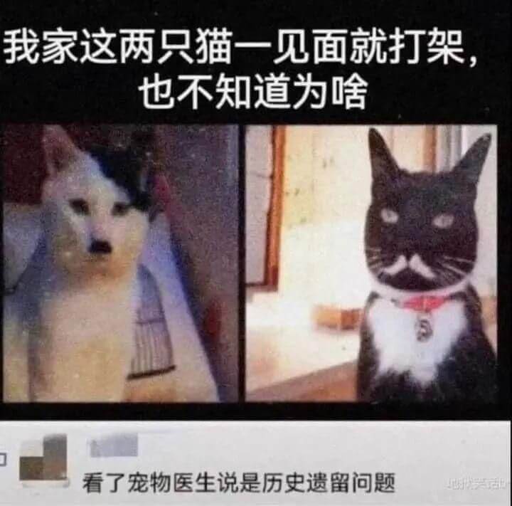 我家这两只猫一见面就打架，也不知道为啥。看了宠物医生，说是历