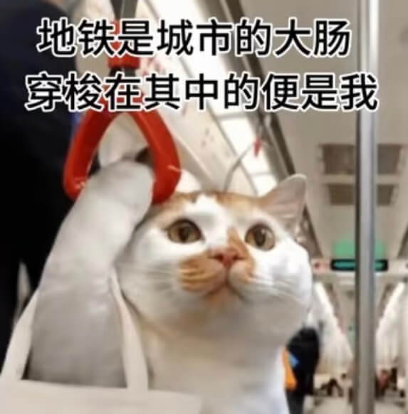 地铁是城市的大肠，穿梭在其中的便是我。