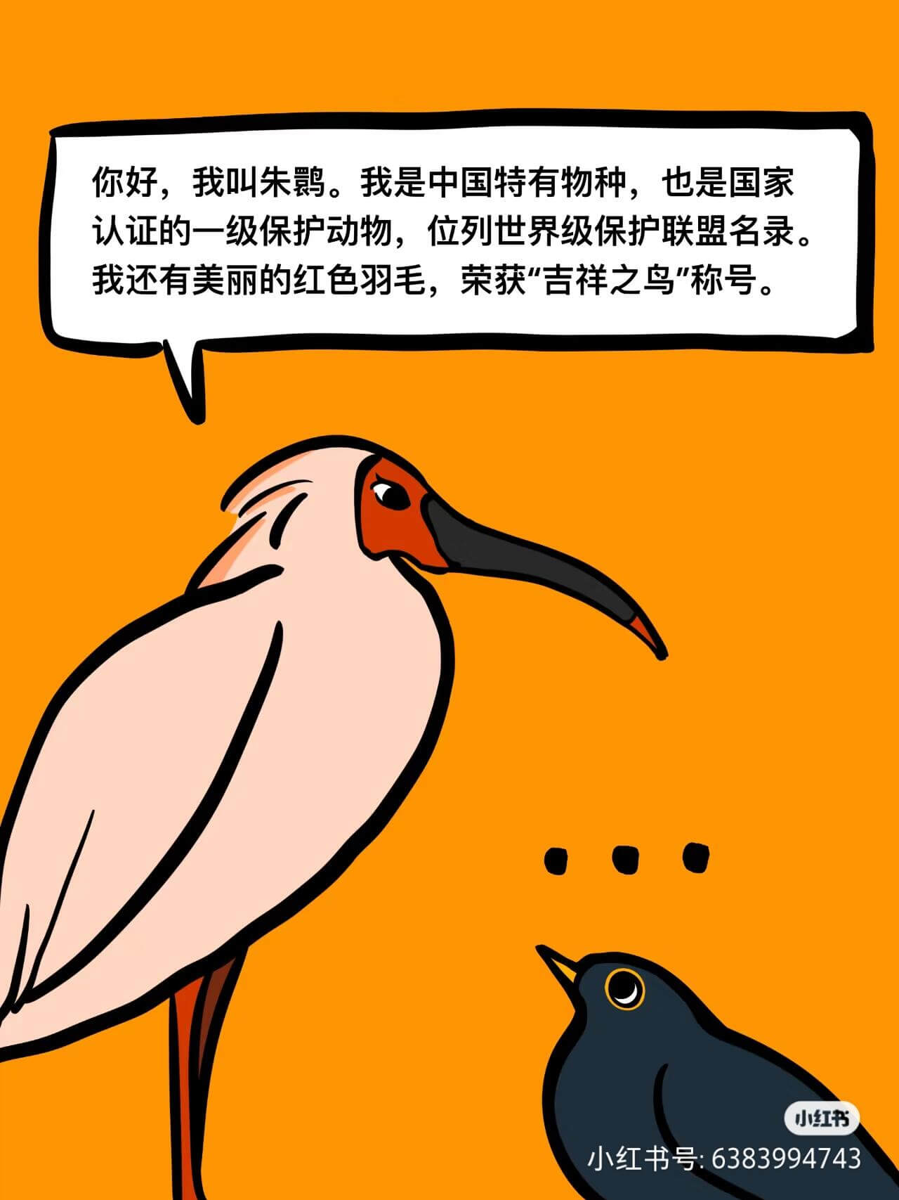 你好,我叫朱。我是中国特有物种,也是国家认证的一级保护动物,