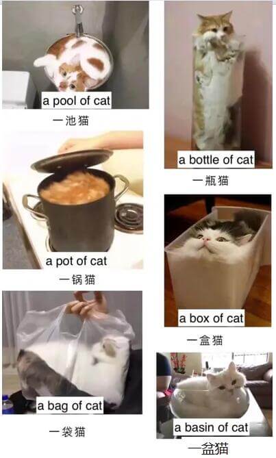 apoolofcat一池猫abottleofcat一瓶猫ap
