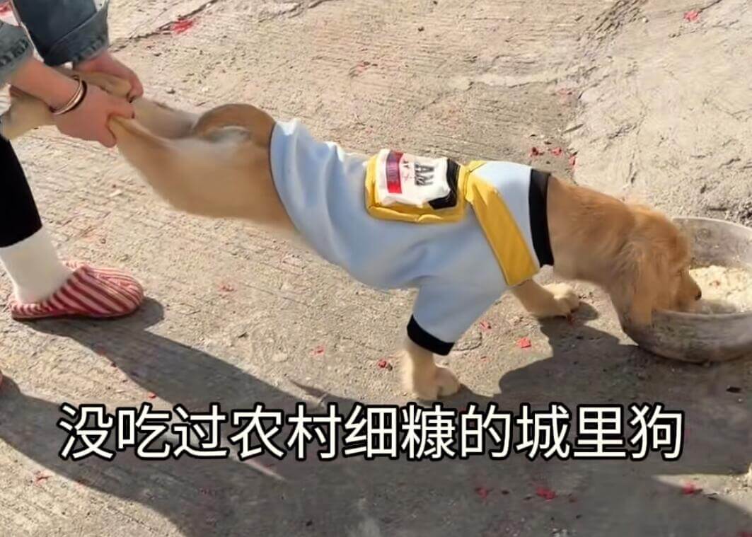 没吃过农村细糠的城里狗