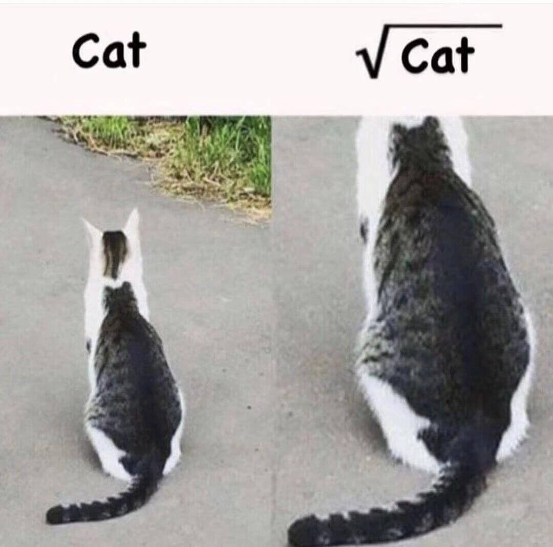 Cat$\sqrt{Cat}$