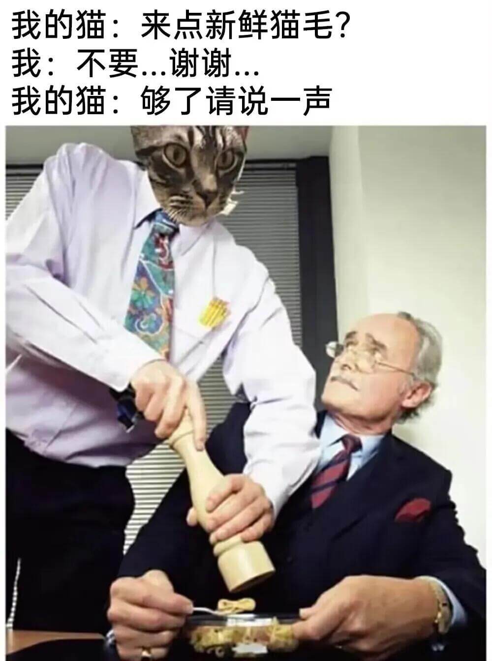 我的猫：来点新鲜猫毛？我：不要，谢谢。我的猫：够了请说一声。