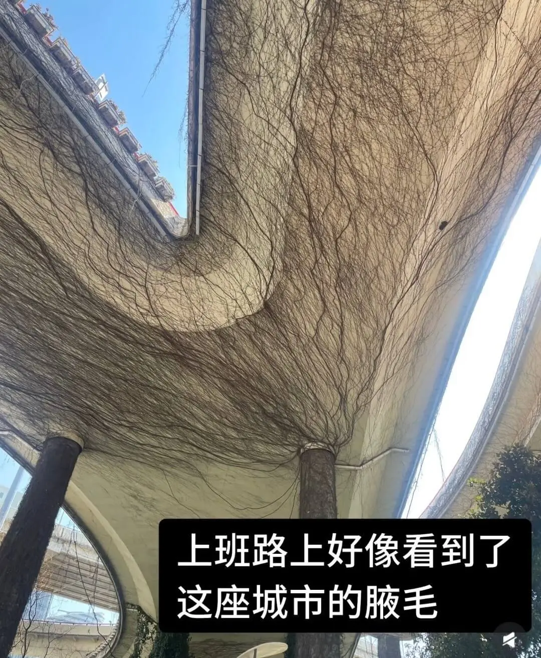 上班路上好像看到了这座城市的腋毛