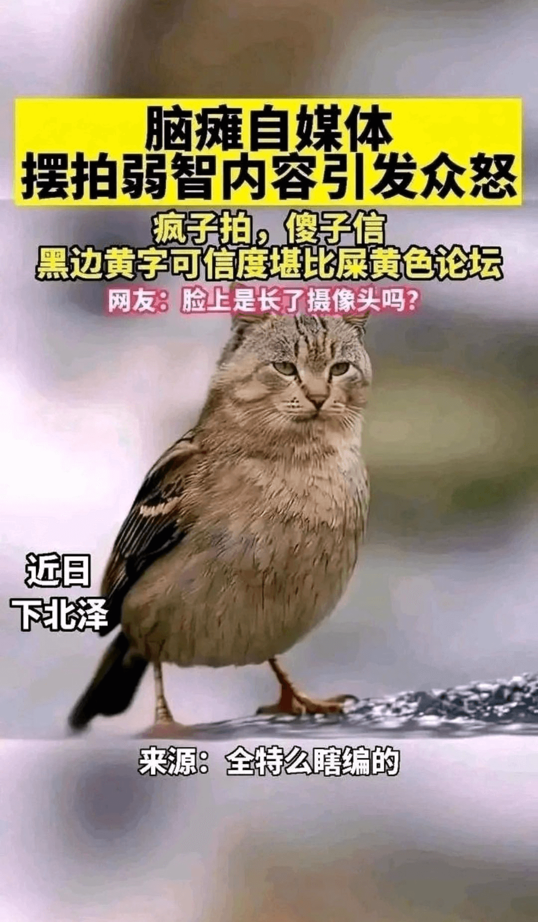 脑瘫自媒体摆拍弱智内容引发众怒疯子拍，傻子信。黑边黄字，可信