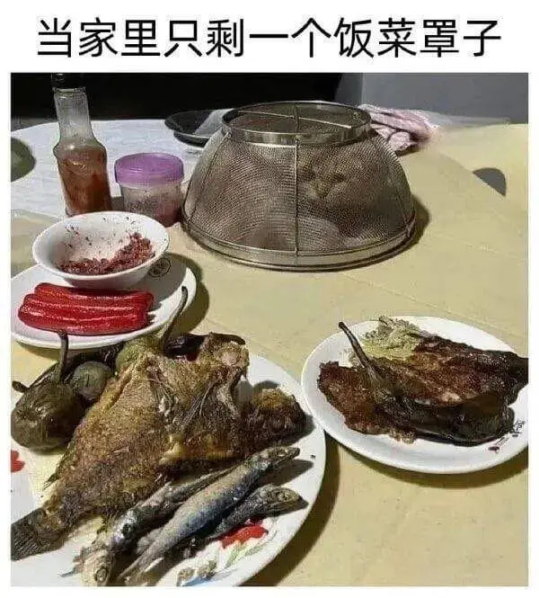 当家里只剩一个饭菜罩子