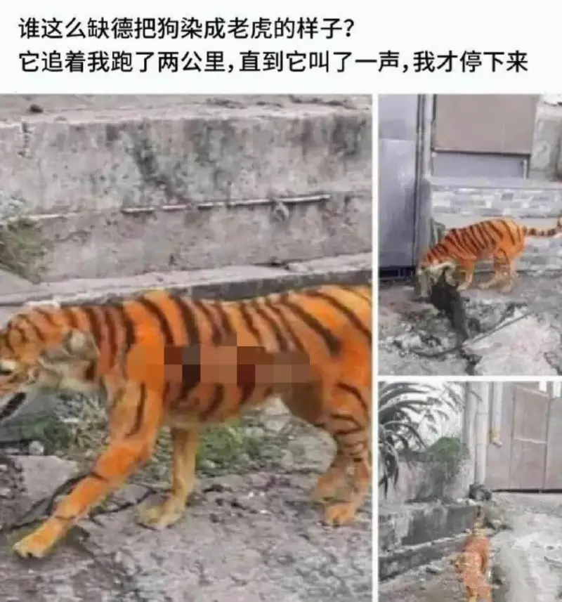 谁这么缺德把狗染成老虎的样子?它追着我跑了两公里，直到它叫了
