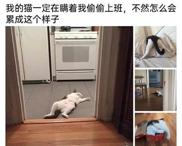 我的猫一定在瞒着我偷偷上班，不然怎么会累成这个样子