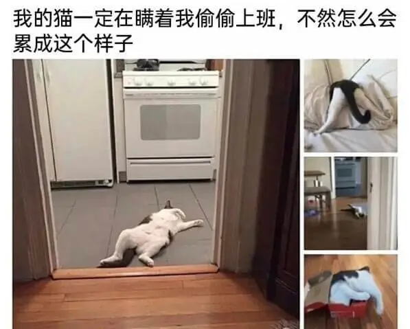 我的猫一定在瞒着我偷偷上班，不然怎么会累成这个样子
