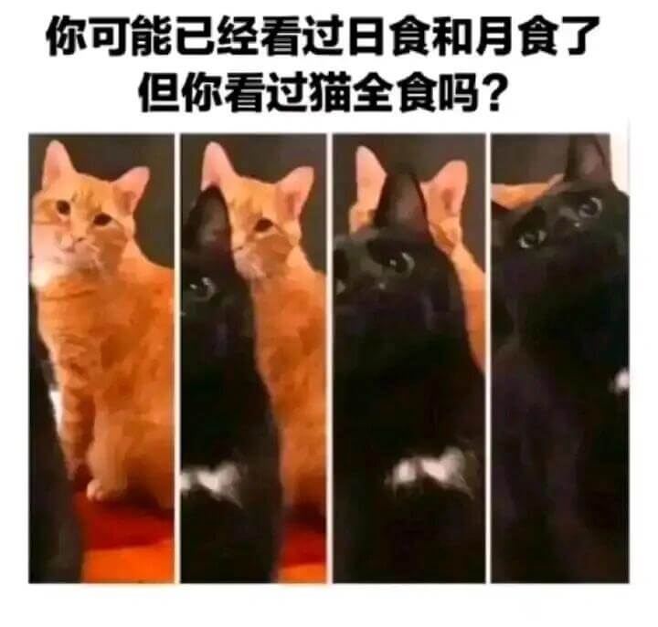 你可能已经看过日食和月食了，但你看过猫全食吗？