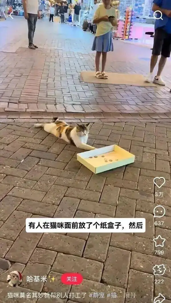有人在猫咪面前放了个纸盒子，然后637哈基米关注猫咪莫名其妙