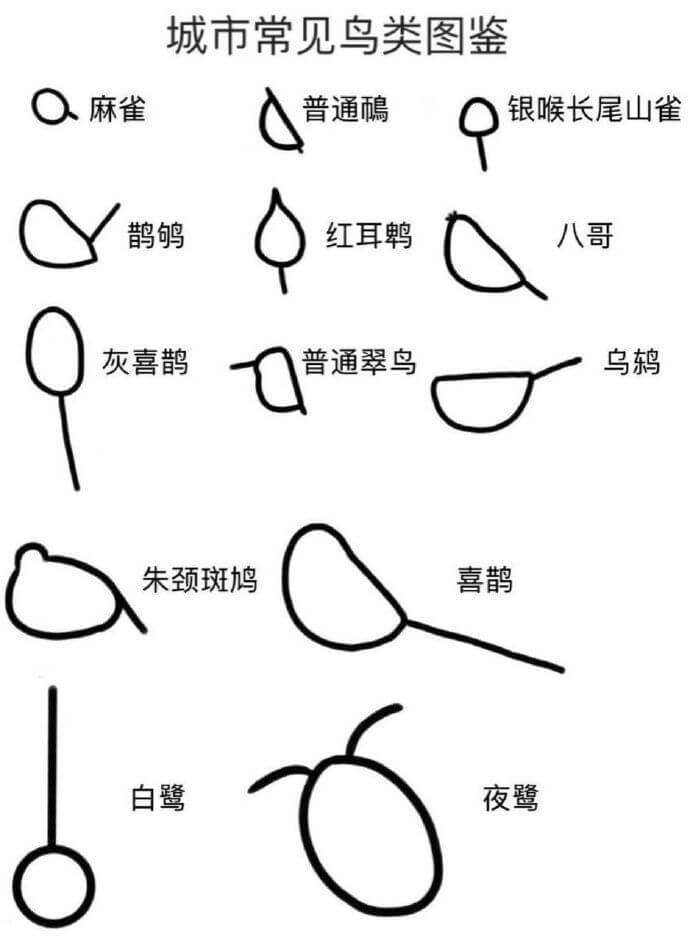 城市常见鸟类图鉴麻雀普通银喉长尾山雀鹊红耳鸭八哥灰喜鹊普通翠