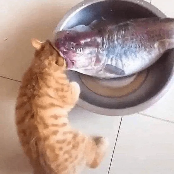 现在谁是午饭，你来说！