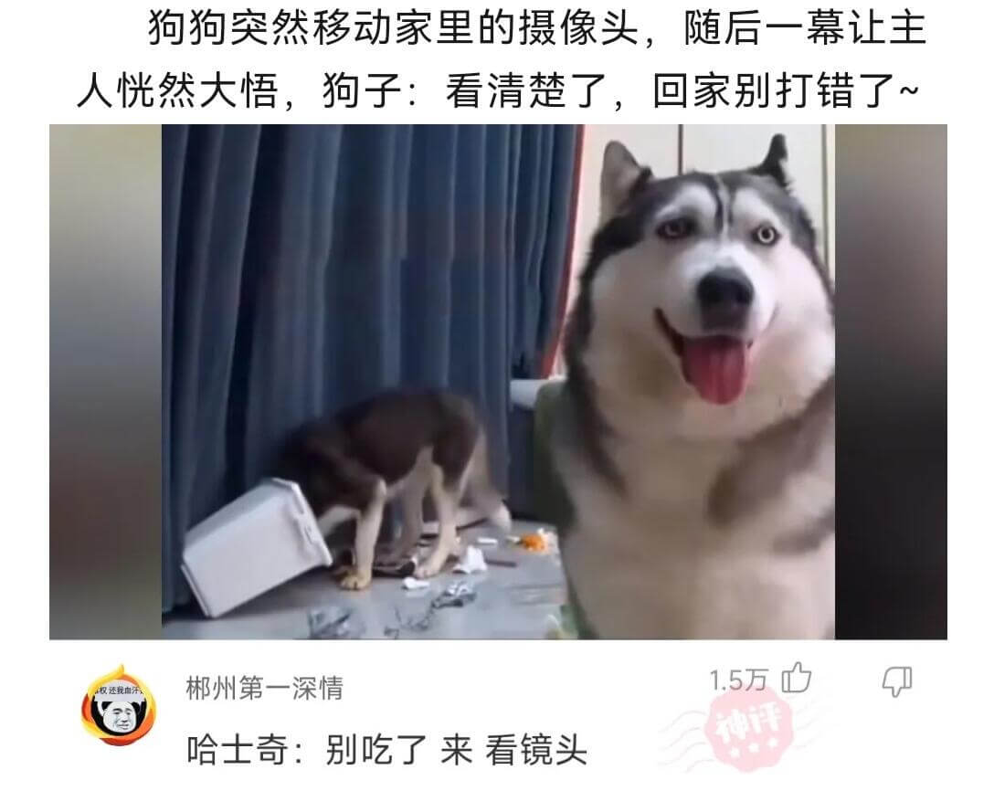 狗狗突然移动家里的摄像头，随后一幕让主人恍然大悟，狗子:看清