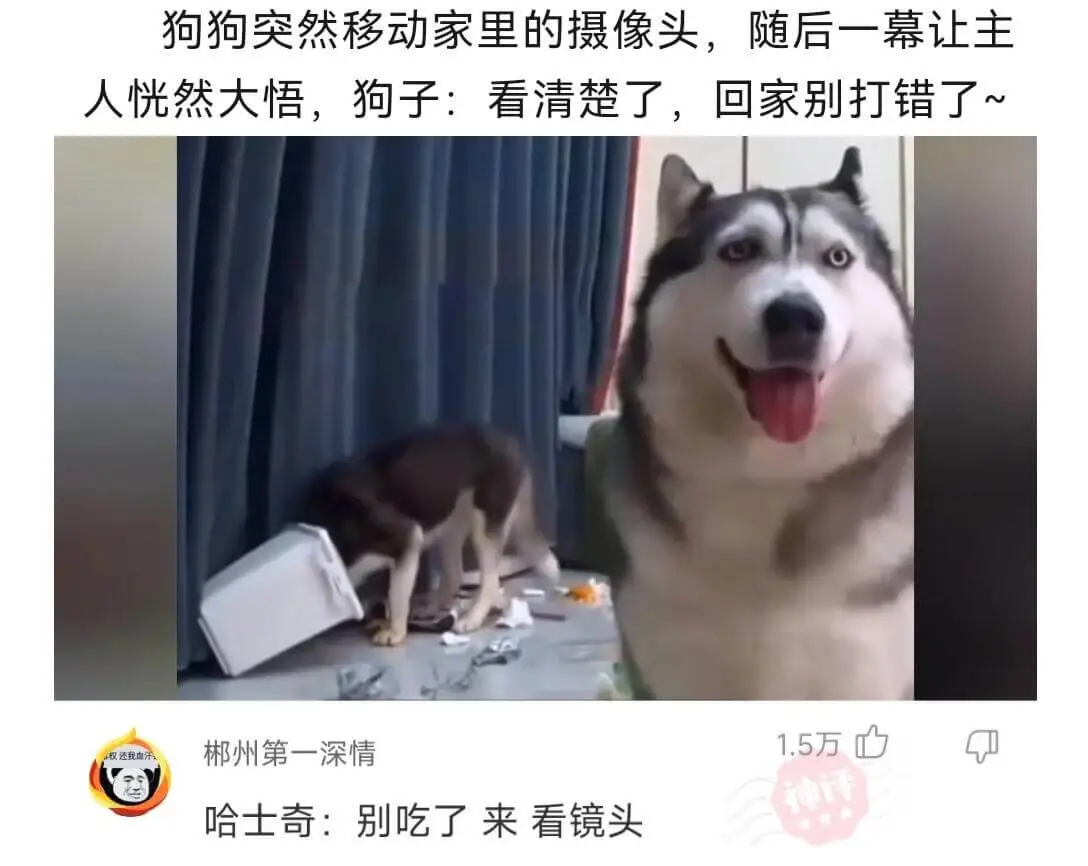 狗狗突然移动家里的摄像头，随后一幕让主人恍然大悟，狗子:看清